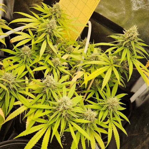 Super Lemon Haze #1 - organico  growlog timeline photo