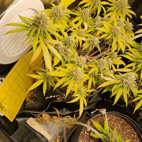 Super Lemon Haze #2 growlog timeline photo