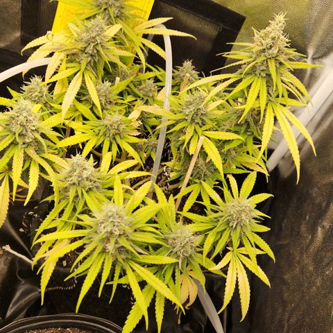 Super Lemon Haze #1 - organico  growlog timeline photo