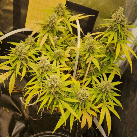 Super Lemon Haze #1 - organico  growlog timeline photo