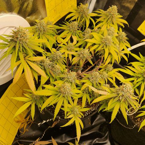 Super Lemon Haze #2 growlog timeline photo