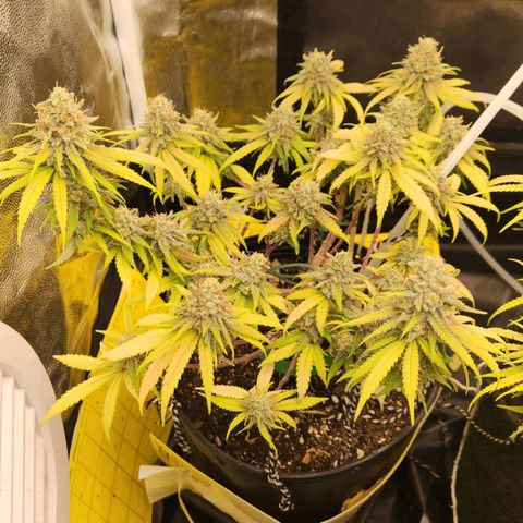 Super Lemon Haze #2 growlog timeline photo