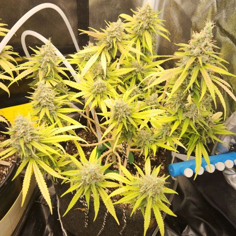 Super Lemon Haze #1 - organico  growlog timeline photo