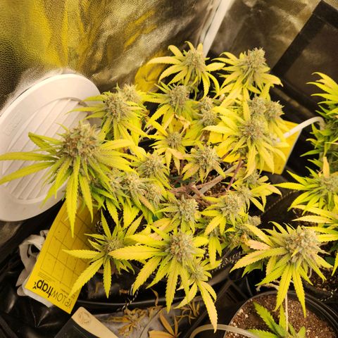 Super Lemon Haze #2 growlog timeline photo