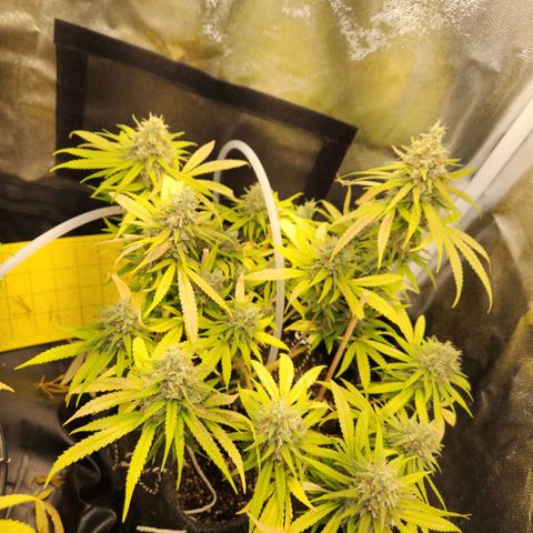 Super Lemon Haze #1 - organico  growlog timeline photo