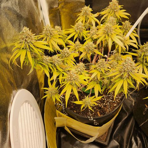 Super Lemon Haze #2 growlog timeline photo