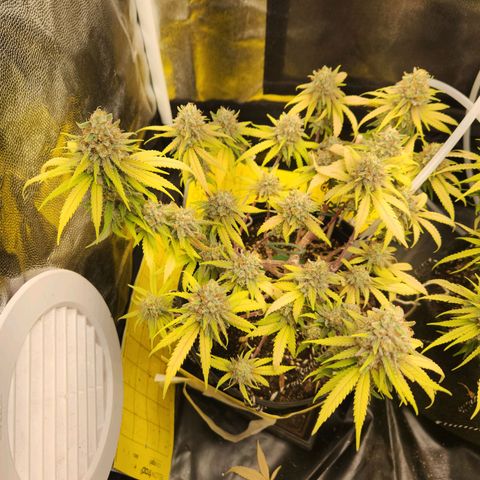 Super Lemon Haze #2 growlog timeline photo