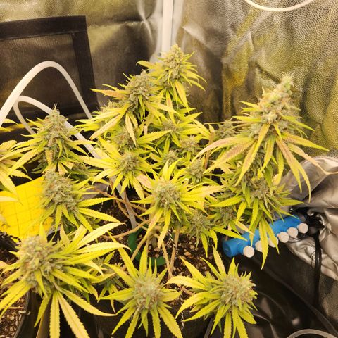 Super Lemon Haze #1 - organico  growlog timeline photo