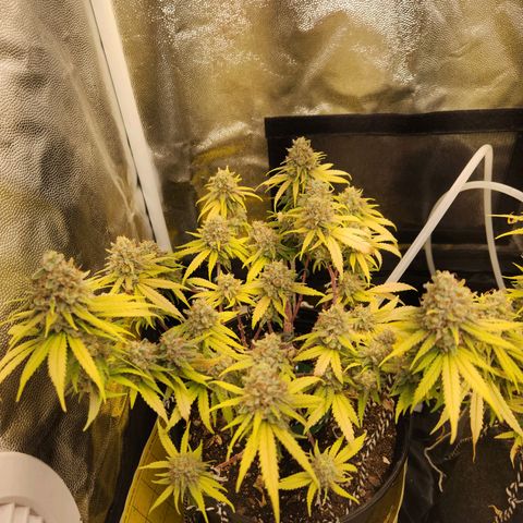Super Lemon Haze #2 growlog timeline photo