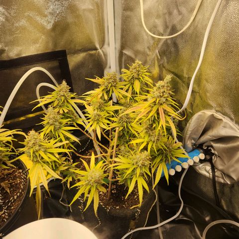 Super Lemon Haze #1 - organico  growlog timeline photo