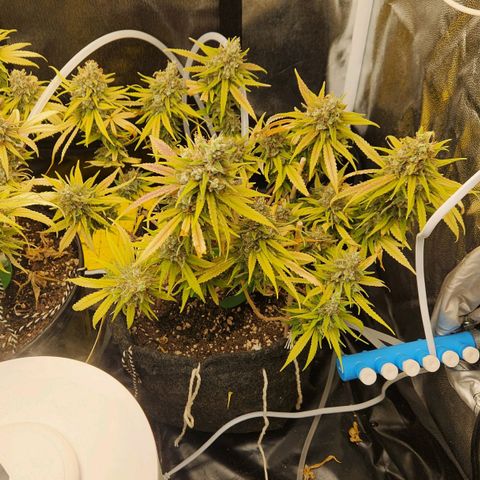 Super Lemon Haze #1 - organico  growlog timeline photo