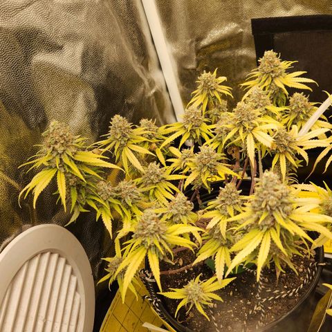 Super Lemon Haze #2 growlog timeline photo