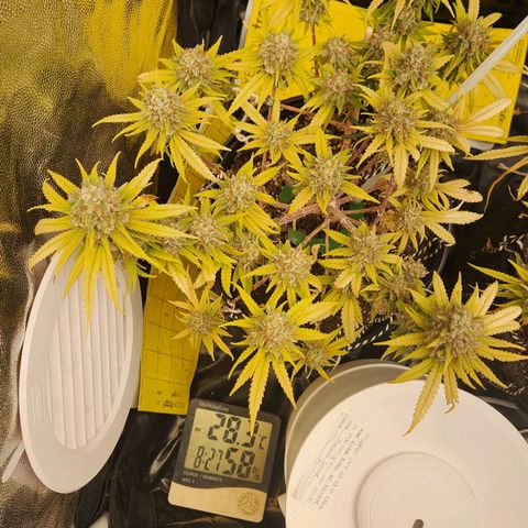 Super Lemon Haze #2 growlog timeline photo