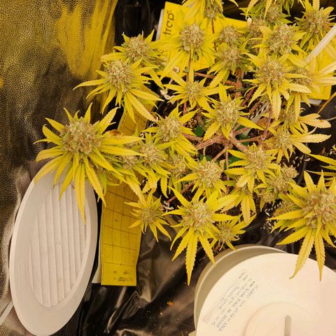 Super Lemon Haze #2 growlog timeline photo