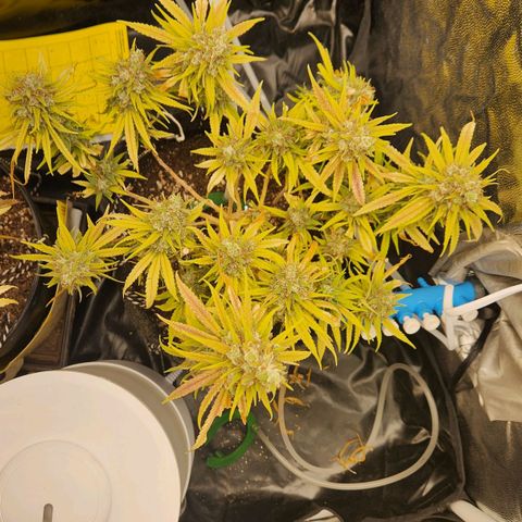Super Lemon Haze #1 - organico  growlog timeline photo