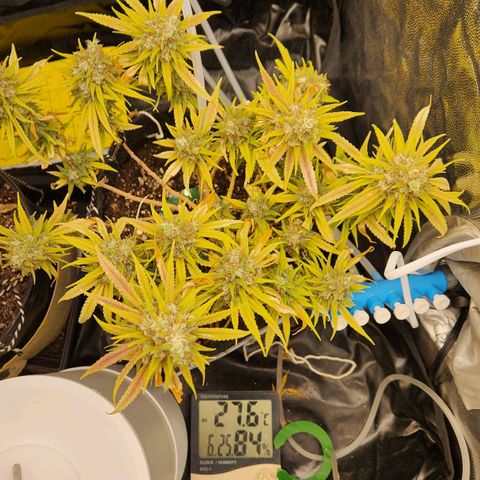 Super Lemon Haze #1 - organico  growlog timeline photo