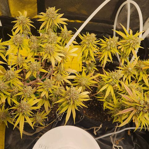 Super Lemon Haze #1 - organico  growlog timeline photo