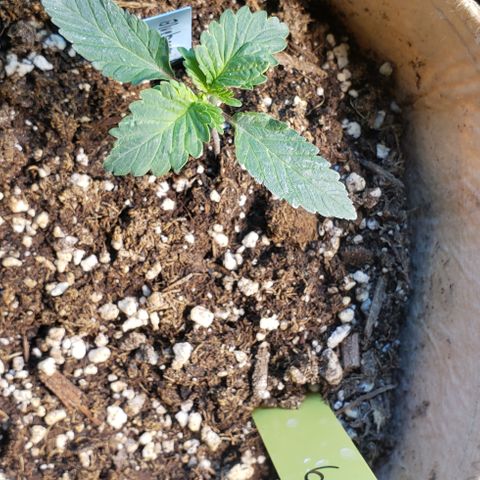 #5 Blueberry Auto Oct23FLO50-70days growlog timeline photo