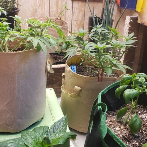 #5 Blueberry Auto Oct23FLO50-70days growlog timeline photo