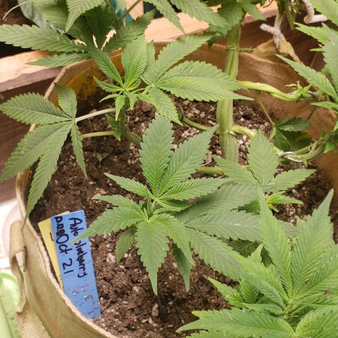 #5 Blueberry Auto Oct23FLO50-70days growlog timeline photo