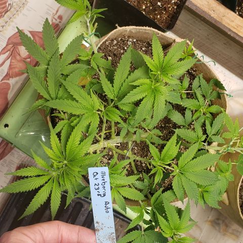 #5 Blueberry Auto Oct23FLO50-70days growlog timeline photo