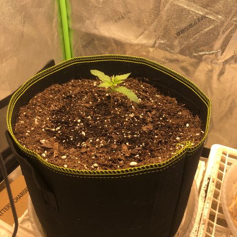 Purple Punch Auto growlog timeline photo