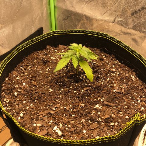 Purple Punch Auto growlog timeline photo