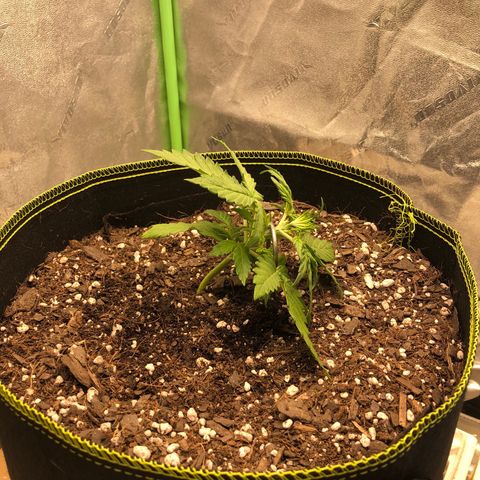 Purple Punch Auto growlog timeline photo