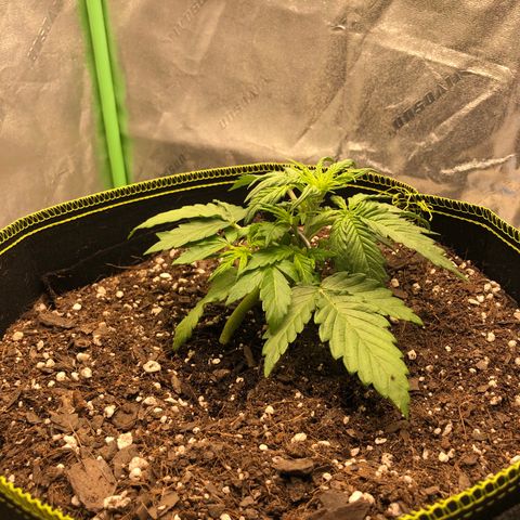Purple Punch Auto growlog photo: Defoliate one fan leaf to open canopy below
