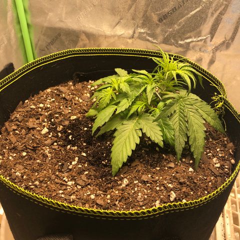 Purple Punch Auto growlog timeline photo