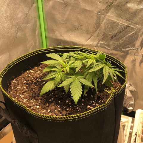 Purple Punch Auto growlog timeline photo