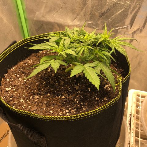 Purple Punch Auto growlog timeline photo