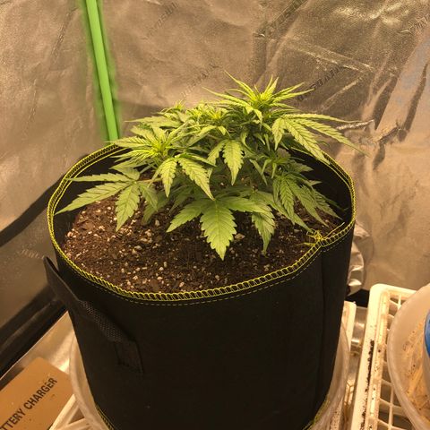 Purple Punch Auto growlog photo: Removed the tie down on the main stem
