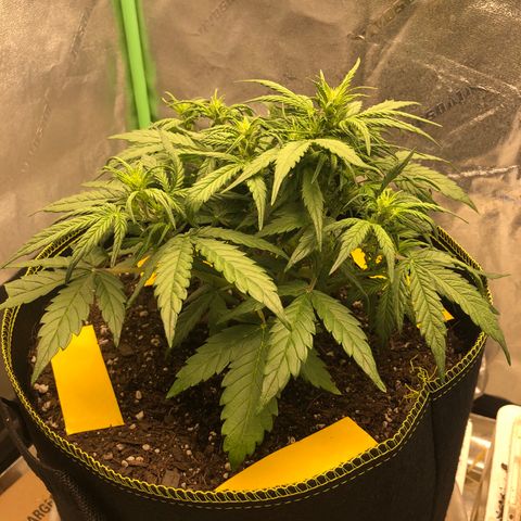 Purple Punch Auto growlog timeline photo