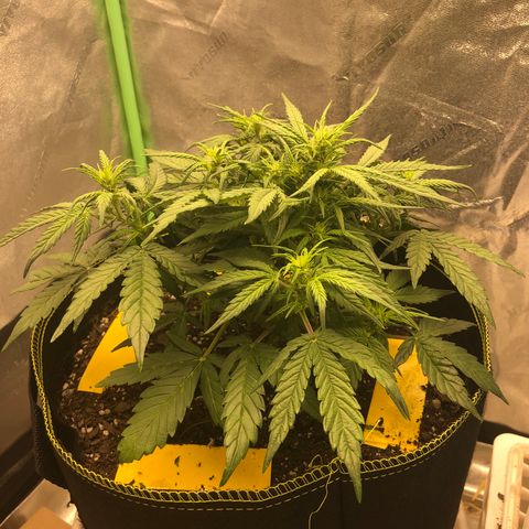 Purple Punch Auto growlog timeline photo