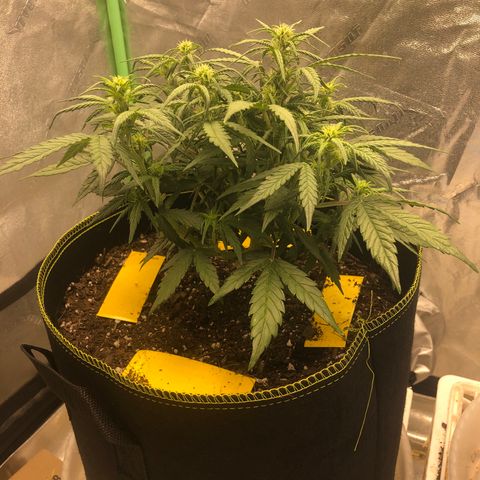 Purple Punch Auto growlog timeline photo