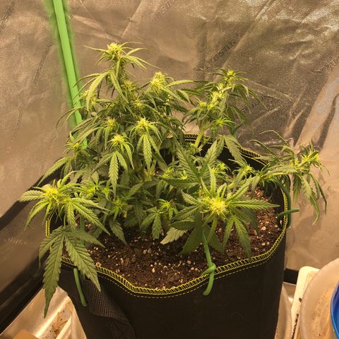 Purple Punch Auto growlog timeline photo