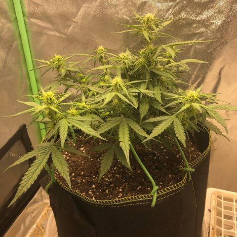 Purple Punch Auto growlog timeline photo