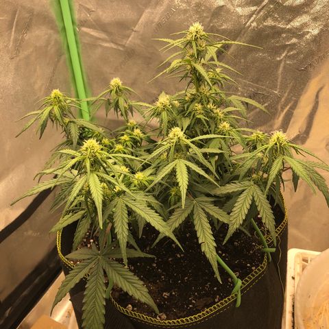 Purple Punch Auto growlog timeline photo