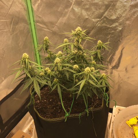 Purple Punch Auto growlog timeline photo