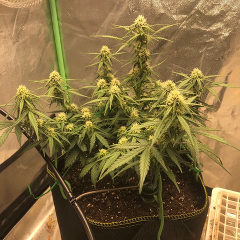 Purple Punch Auto growlog photo: Installed Blumat drip