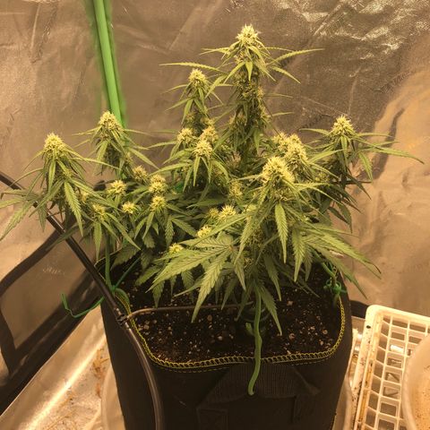 Purple Punch Auto growlog timeline photo
