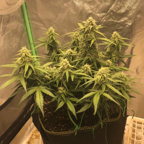 Purple Punch Auto growlog timeline photo