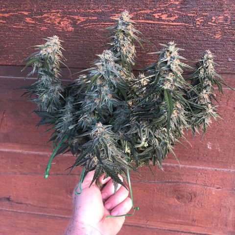 Purple Punch Auto growlog timeline photo