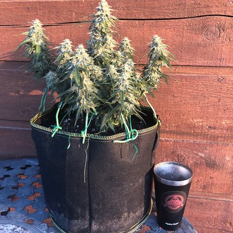 Purple Punch Auto growlog timeline photo