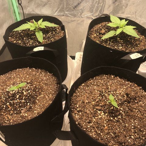 Sweet Seeds Auto Grow growlog timeline photo