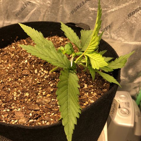 Sweet Seeds Auto Grow growlog timeline photo