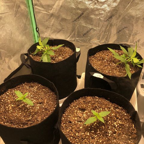 Sweet Seeds Auto Grow growlog timeline photo