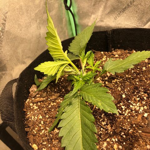 Sweet Seeds Auto Grow growlog timeline photo