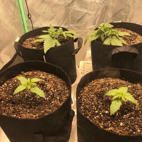 Sweet Seeds Auto Grow growlog timeline photo